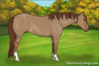 Horse Color:Red Dun 
