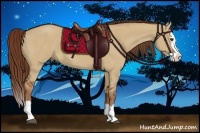 Horse Color:Red Dun Splash 