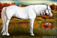 Horse Color:Buckskin Pearl Splash Frame Near Leopard