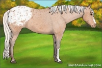 Horse Color:Silver Bay Appaloosa 