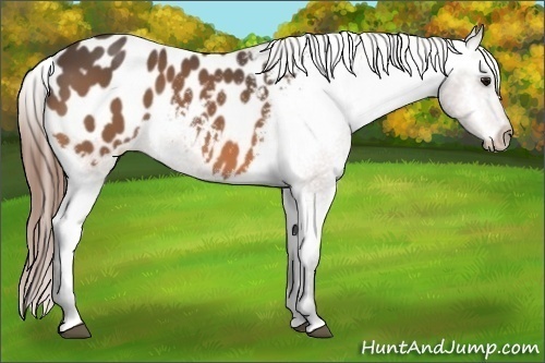 Horse Color:Buckskin Appaloosa Rabicano 
