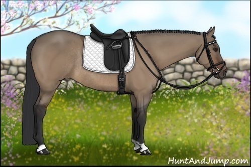 Horse Color:Bay Dun Rabicano 