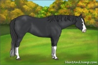 Horse Color:Black Sabino Splash 