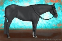 Horse Color:Black Sabino 