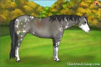Horse Color:Grullo Sabino 