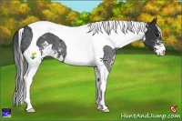 Horse Color:Black Sabino Tobiano