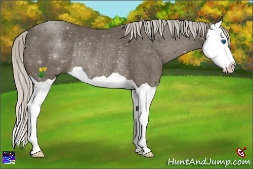 Horse Color:Silver Smoky Black Splash Rabicano