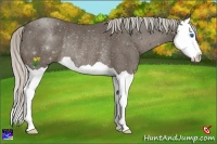 Horse Color:Silver Smoky Black Splash Rabicano 
