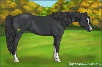 Horse Color:Black Sabino 