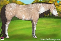 Horse Color:Amber Champagne Ice Sabino