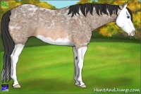 Horse Color:Buckskin Ice Splash Rabicano