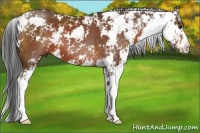 Horse Color:Bay Sabino 