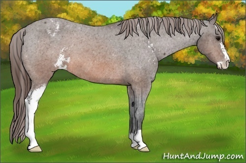 Horse Color:Brown Sabino Appaloosa 