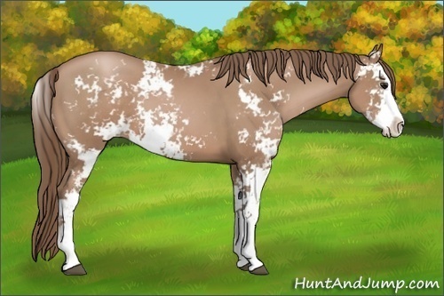 Horse Color:Black Pearl Sabino