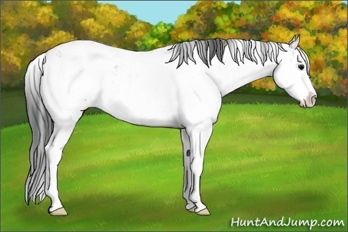 Horse Color:Grullo Sabino 
