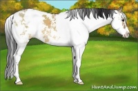 Horse Color:Bay Dun Sabino 