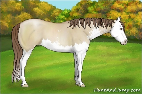Horse Color:Grullo Pearl Sabino Splash 