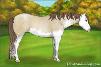 Horse Color:Grullo Pearl Sabino Splash
