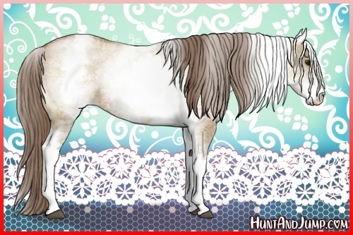 Horse Color:White Spotted Grullo Pearl Sabino