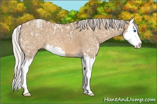 Horse Color:Silver Bay Ice Dun Sabino Splash 