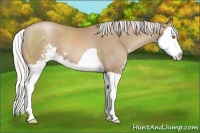Horse Color:Silver Black Pearl Sabino Splash 
