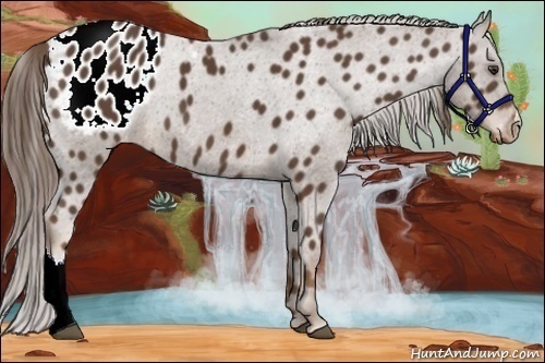 Horse Color:Liver Chestnut Appaloosa 