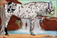 Horse Color:Liver Chestnut Appaloosa 