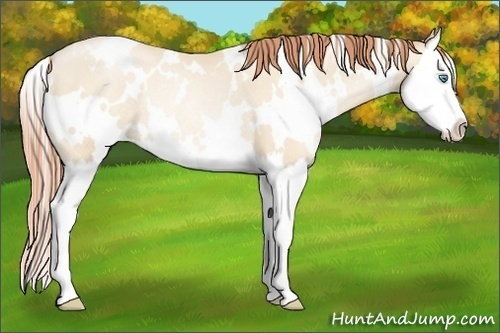 Horse Color:White Spotted Classic Cream Champagne Pearl Splash Rabicano
