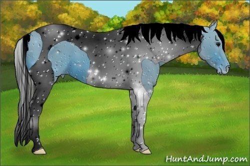 Horse Color:ERROR: UNKNOWN ANOMALY
