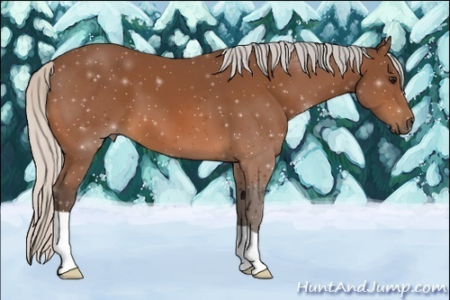 Horse Color:Silver Bay 