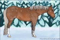 Horse Color:Silver Bay 