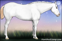 Horse Color:Chestnut Appaloosa