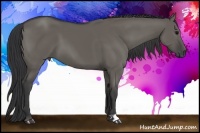 Horse Color:Grullo 