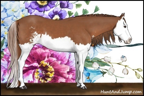 Horse Color:Chestnut Sabino Splash