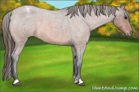 Horse Color:Bay Roan Varnish 