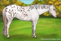 Horse Color:Chestnut Appaloosa 