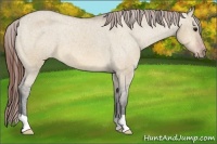 Horse Color:Bay Dun Appaloosa 