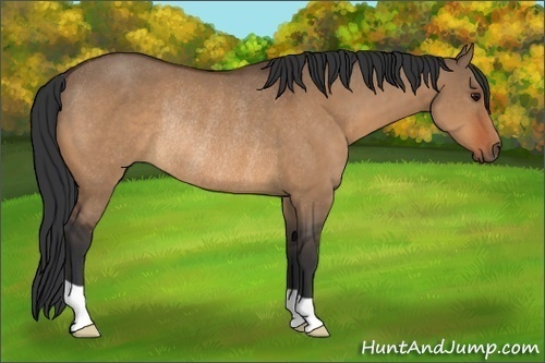 Horse Color:Bay Dun Rabicano 