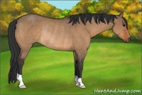 Horse Color:Bay Dun Rabicano 