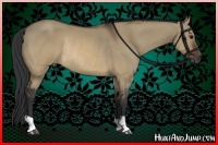 Horse Color:Brown Dun Rabicano