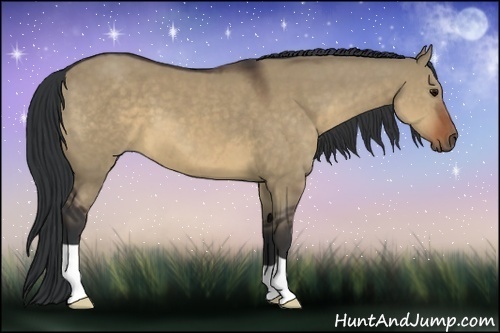 Horse Color:Brown Dun 