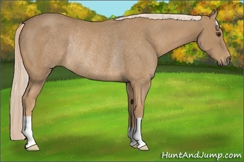 Horse Color:Palomino Rabicano