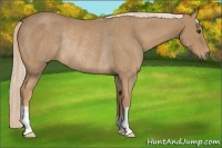 Horse Color:Palomino Rabicano