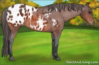Horse Color:Bay Appaloosa 
