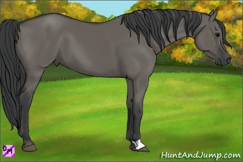 Horse Color:Grullo 