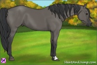 Horse Color:Grullo