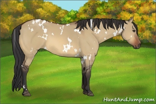 Horse Color:White Spotted Bay Dun 