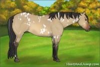 Horse Color:White Spotted Bay Dun