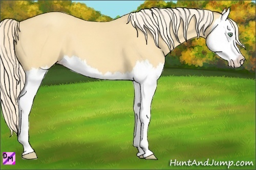 Horse Color:Gold Cream Champagne Splash 