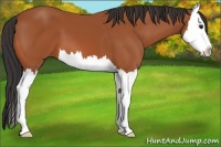 Horse Color:Bay Splash 